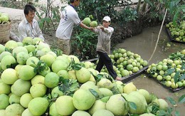 Những kiểu làm ăn ‘lạ đời’ của thương lái Trung Quốc