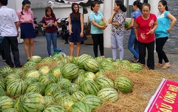 Sau ‘giải cứu’ nông sản: Cần giải pháp tận gốc