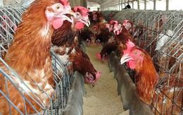 Trại gà không xuất khẩu được vì nằm gần… trại vịt