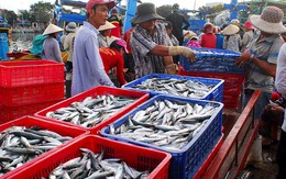 Báo động nguy cơ hải sản Việt bị phạt thẻ đỏ