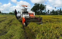 Đổ xô trồng lúa Nhật: Nhiều rủi ro