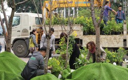 Cận cảnh hoa anh đào trước giờ khai mạc Lễ hội hoa tại Hà Nội
