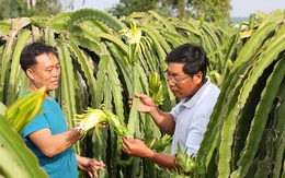 Thanh long trúng mùa trúng giá, lợi nhuận khoảng 200 triệu đồng/ha