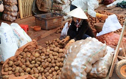 Khan hiếm hàng, Đà Lạt nhập 100 tấn khoai tây Trung Quốc