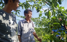 Mua giống trôi nổi, chanh dây chỉ tốt lá không cho quả, nông dân 'chết đứng'