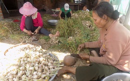 Giá tỏi cao kỷ lục, nông dân Khánh Hòa được mùa kép
