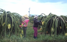 Nông dân Bình Thuận tiếc 'đứt ruột' khi giá thanh long tăng mạnh