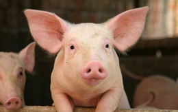 Giá thịt lợn lao dốc thê thảm, Dabaco báo lỗ 33 tỷ đồng trong quý 2/2017