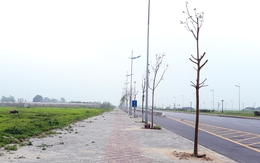 Nhiều cây xanh mới trồng chết khô trên vỉa hè Hà Nội