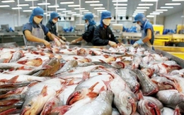 Sản lượng cá tra tháng 1 đạt trên 71.000 tấn