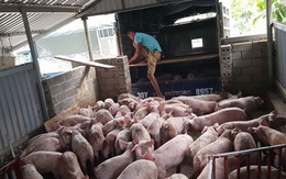 Bình tĩnh để tránh bị hớ trong đàm phán xuất khẩu thịt lợn