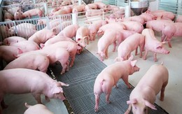 Nhu cầu từ Trung Quốc không ổn định, giá lợn hơi vẫn lại xuống dưới 30 nghìn đồng/kg