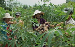 Mì nguyên liệu tăng giá đột biến, nông dân vui 'hết cỡ'