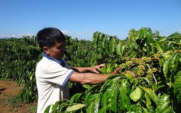 Giá thấp, cà phê Việt Nam vẫn gặp khó trong vài tháng tới