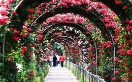 Đừng bỏ qua Lễ hội Hoa hồng Bulgaria đẹp mê hồn ngay giữa lòng thủ đô Hà Nội