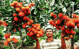 Đua nhau chặt giống chôm chôm nội, trồng giống ngoại