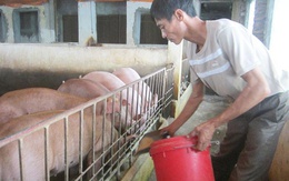 Giá lợn hơi đột ngột đảo chiều, người chăn nuôi tránh đi vào 'vết xe đổ'