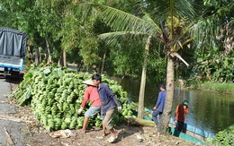 Kiên Giang: Chuối, mía, khóm đều rớt giá