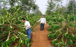 Tây Nguyên 'đau đầu' vì cà phê bung hoa lúc đang thu hoạch