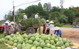 Dưa hấu Quảng Ngãi dư thừa phải làm thức ăn cho bò, Big C tuyên bố thu mua 400 tấn và bán không có lãi