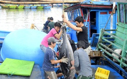 Ngư dân Bình Định bội thu cá ngừ đại dương