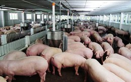 Lối thoát nào cho cuộc ‘khủng hoảng’ thịt lợn?