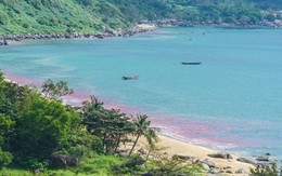 Vệt nước đỏ trên biển Đà Nẵng là trứng ruốc