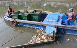 Cá chết hàng loạt trên kênh Nhiêu Lộc - Thị Nghè