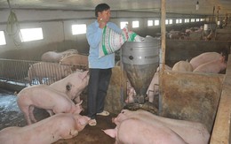 Thịt lợn tăng mạnh: 6 tháng lỗ nặng mới bắt đầu hòa vốn