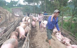 Trung Quốc mua gom thịt lợn: 'Không cẩn thận, lại phải giải cứu'