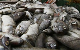 Quảng Ngãi: Cá chết hàng loạt bí ẩn, dân hoang mang