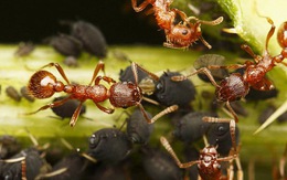 4 điều thú vị về loài kiến, có thể "dạy" cho con người những bài học giá trị