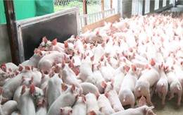 Bộ Nông nghiệp muốn giảm đàn lợn nái, huy động quân đội “giải cứu” thịt heo
