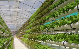 “Đầu tư nông nghiệp công nghệ Israel không đắt như vẫn tưởng”