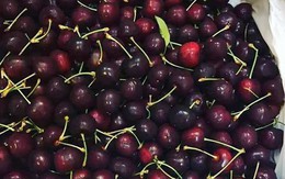 Nghi ngại nguồn gốc quả cherry giá rẻ “giật mình”