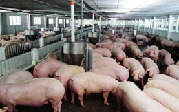 Sử dụng chất cấm trong chăn nuôi, Bộ Nông nghiệp đề xuất phạt nặng 100 - 200 triệu đồng