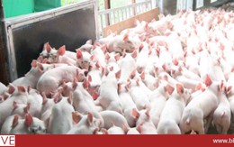 Hộ chăn nuôi lợn Hà Nội đã “mất” 1.500 tỷ trong 6 tháng qua