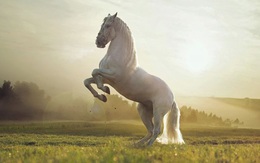 Tuổi trẻ như một chú ngựa, không chịu chạy không rèn luyện thì mãi chỉ là ngựa thường chẳng bao giờ trở thành chiến mã