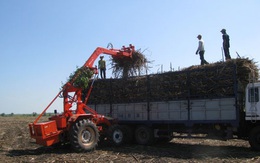 Lời giải cho bài toán mía nguyên liệu