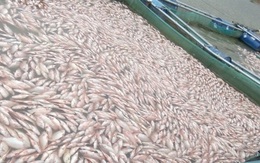Đã tìm ra nguyên nhân hơn 70 tấn cá chết bất thường ở Kon Tum