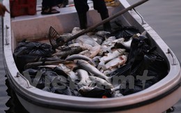 Hà Nội: Cá lại tiếp tục chết, bốc mùi hôi thối ở hồ Hoàng Cầu