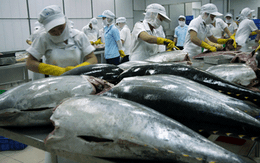 Cá ngừ Việt Nam đã xuất khẩu sang 79 nước trên thế giới