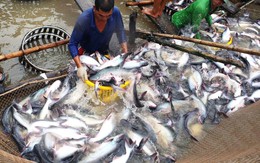 Trung Quốc trở thành thị trường nhập khẩu cá tra lớn nhất của Việt Nam