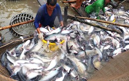 Nông dân nuôi cá tra "ăn mừng" vì giá cá thương phẩm tăng