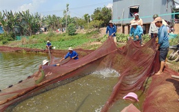 Cá tra giống tăng giá gấp đôi