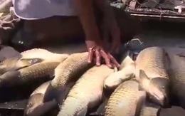 Cá lồng chết hàng loạt trên sông Bồ, Thừa Thiên - Huế