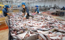Kiểm tra các lô hàng cá da trơn xuất khẩu vào Mỹ