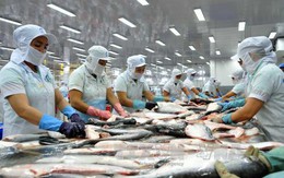 Xuất khẩu cá tra sang Trung Quốc tăng mạnh