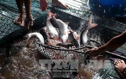 Nông dân vẫn ngại thả nuôi dù cá tra tăng giá