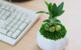 7 loại cây đem năng lượng và tài lộc đến cho căn nhà và văn phòng của bạn
